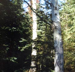 Kama